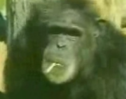 Monkey See, Monkey Do